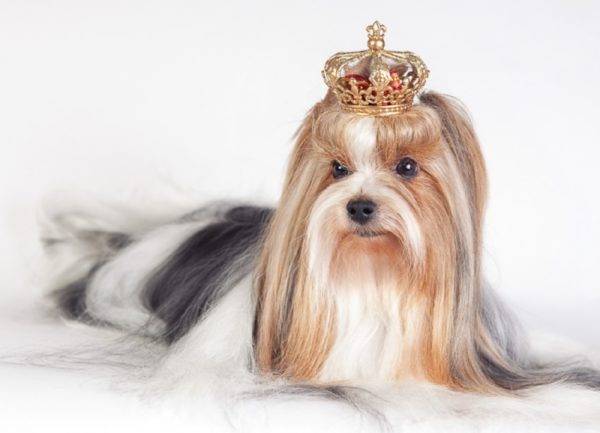 Biver Yorkshire Terrier mit einer Krone
