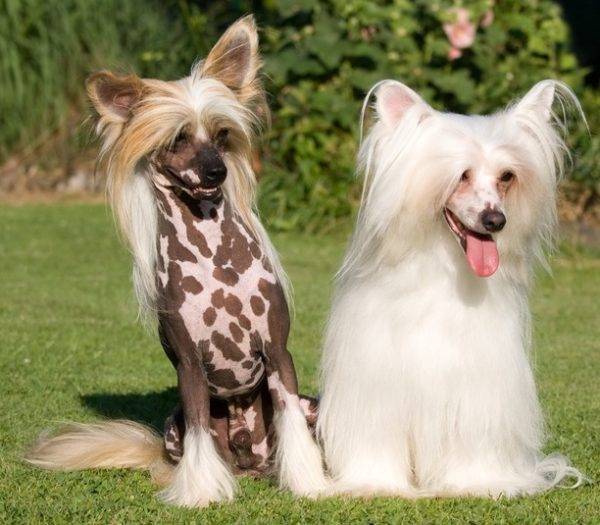 Chinese Crested Species