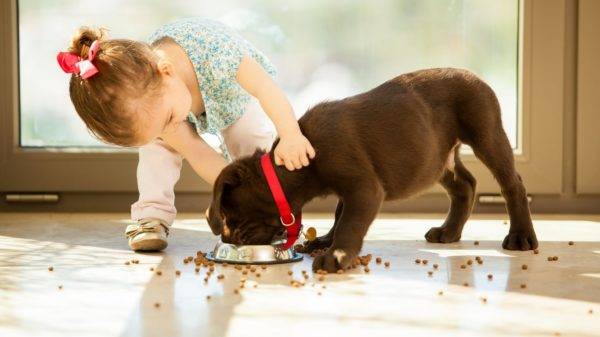 Trockenfutter für kleine Hunde