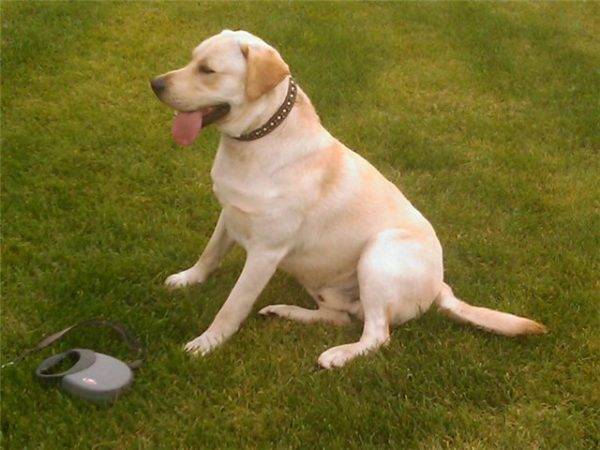 Gelber Labrador-Apportierhund