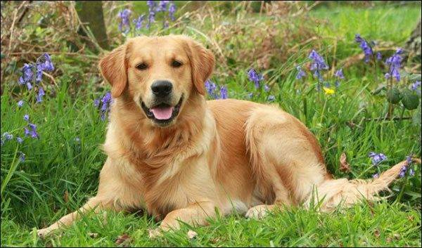 Goldener Labrador-Apportierhund