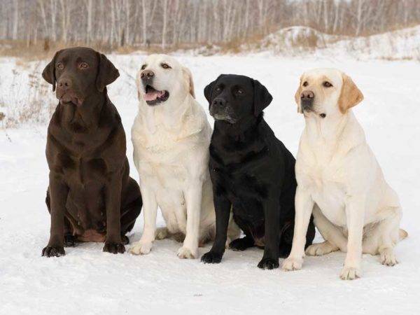 Labrador Retriever Hunde