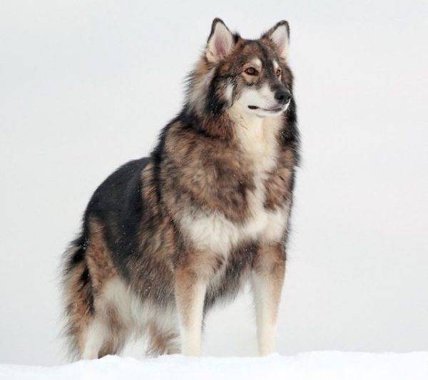 Alaskan Malamute + Husky + Deutscher Schäferhund