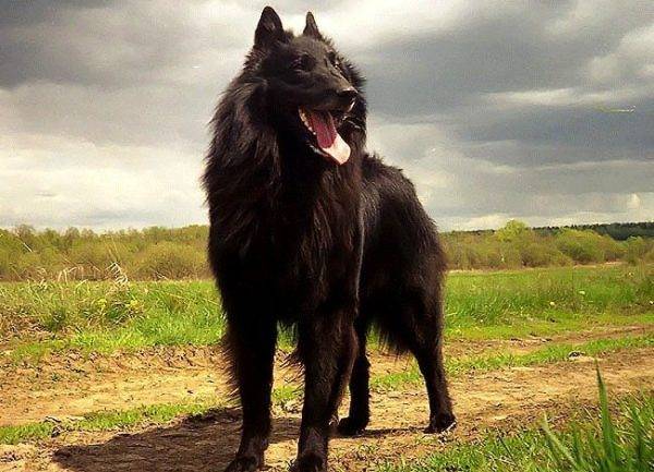 Belgischer Schäferhund auf einem schönen Hintergrund