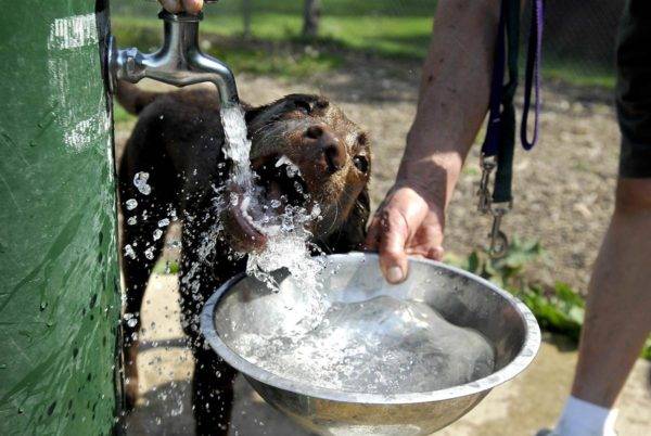 Natürlicher Durstanstieg bei Hunden