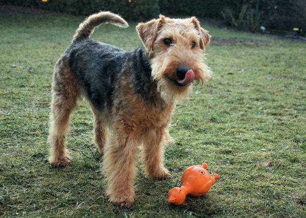 Waliser-Terrier mit einem Spielzeug