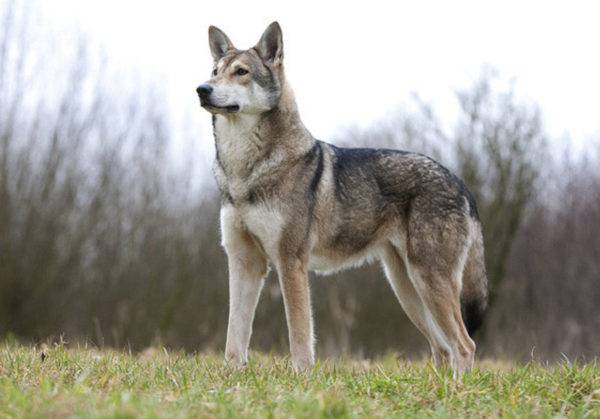 Sarlos Wolf Hunderasse Beschreibung