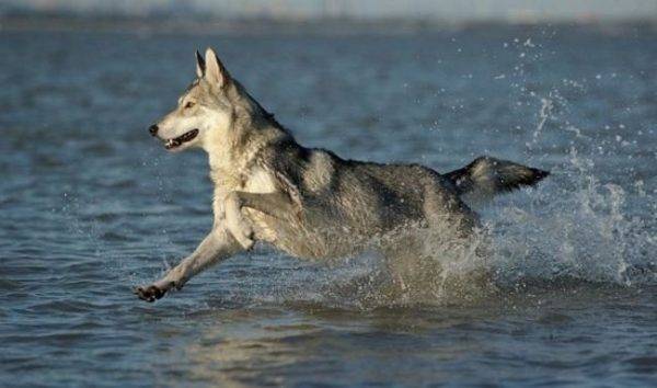 Wolfshund von Sarlos im Wasser