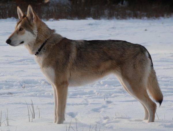 Sarlos Wolfhund im Winter