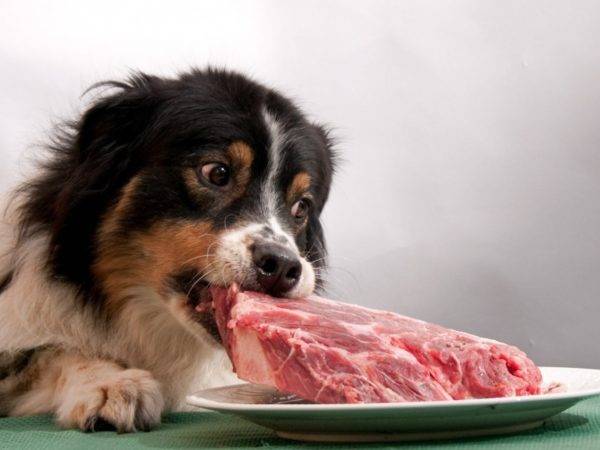 Warum Hunde kein Schweinefleisch können lesen Sie den Artikel