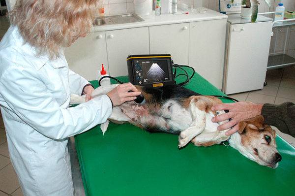 Ultraschall des Hundes während der Schwangerschaft