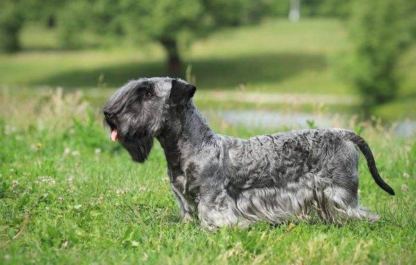 Tschechischer Terrier im Gras