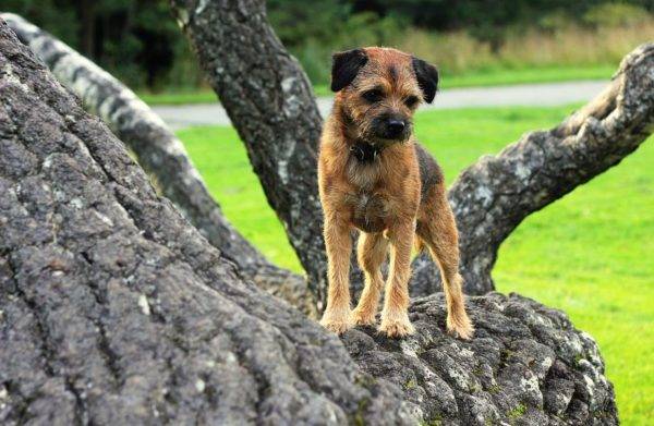 Border Terrier auf einem Baum