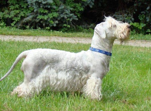 Tschechischer Terrier mit einem blauen Kragen