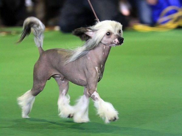Chinese Crested Woolless