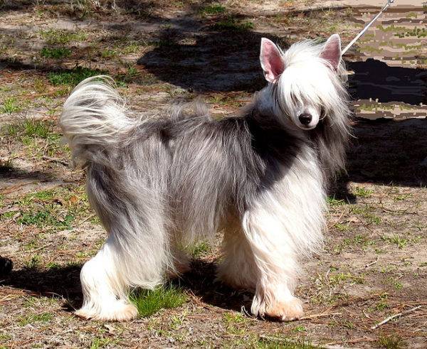 Chinese Crested mit Wolle