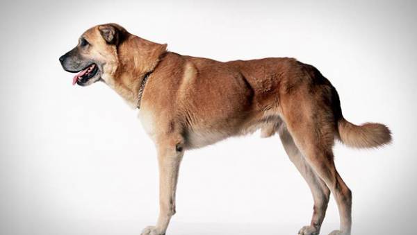 Schöner Hund des anatolischen Schäferhundes