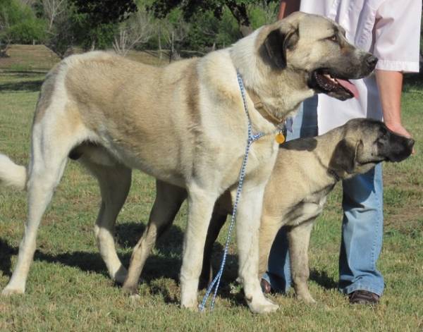 Anatolian Shepherd Dog ist ein großartiger Hund