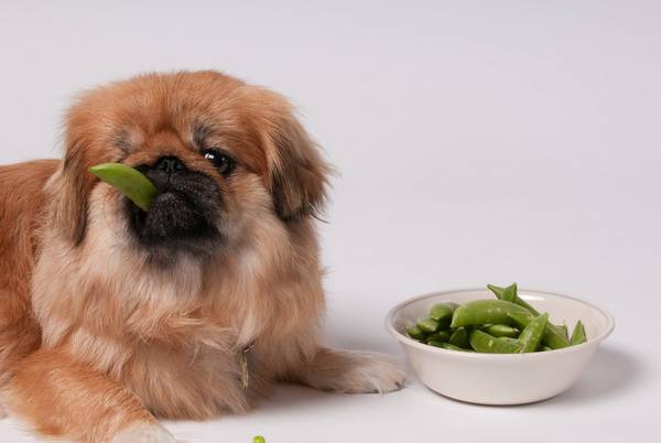 Protein-Diät für Hunde