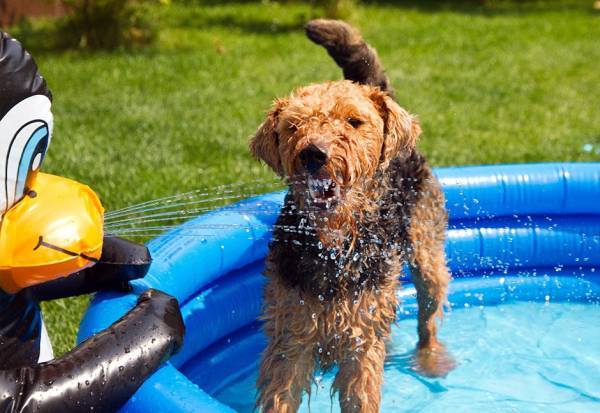 Waliser-Terrier im Pool