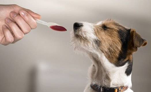 Wie man einem Hund ein flüssiges Medikament gibt