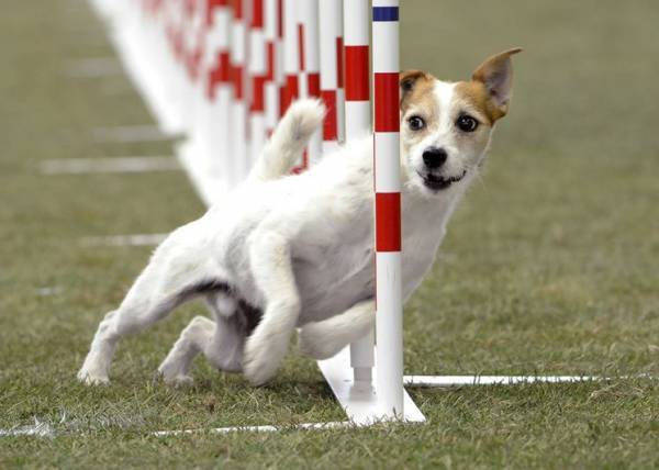 Parson Russell Terrier Runs