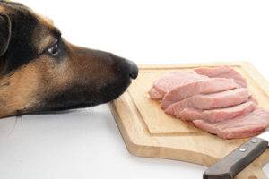 Warum Hunde kein Schweinefleisch können