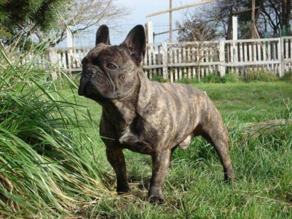 französische Bulldogge in der Natur