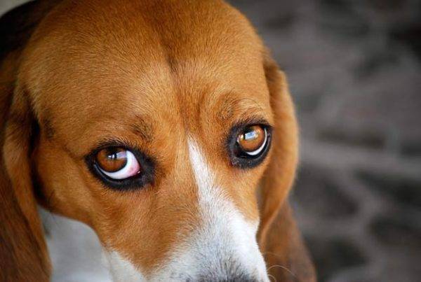 Der Hund hat rote Augen die Norm, wenn es nicht die Norm ist, die