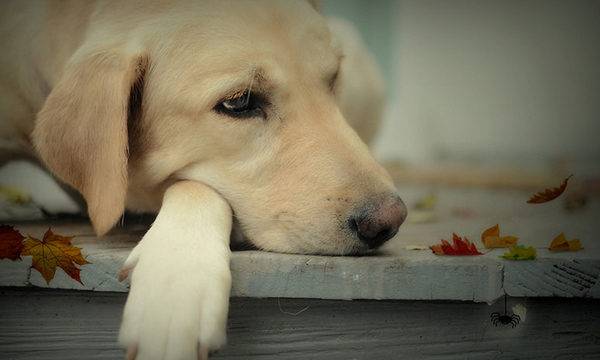trauriger und süßer Hund