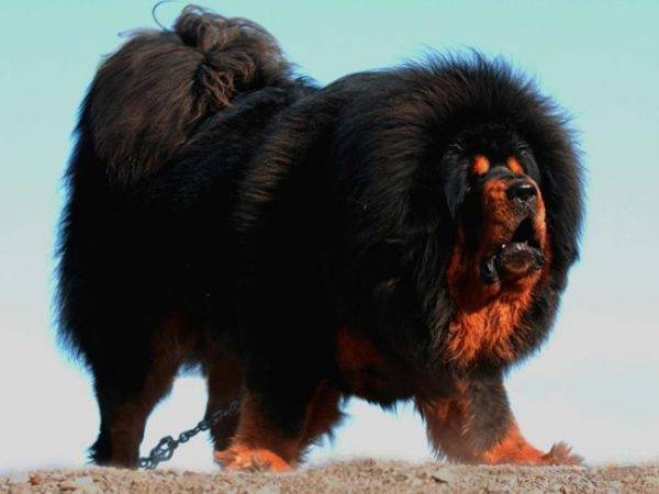 Tibetischer Mastiff