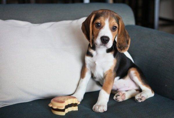 Beagle auf der Couch
