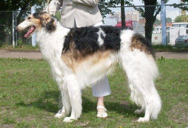 Russischer Windhund Chubarai