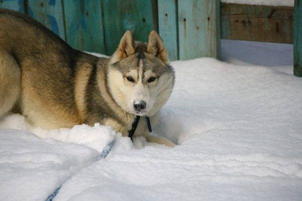 Siberian Husky Sable Farbe