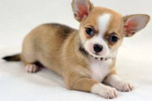 Glatte Chihuahua