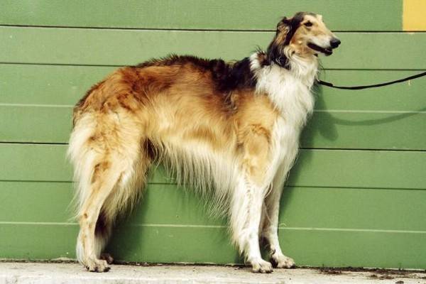 Russischer Fellhund, der Windhund jagt