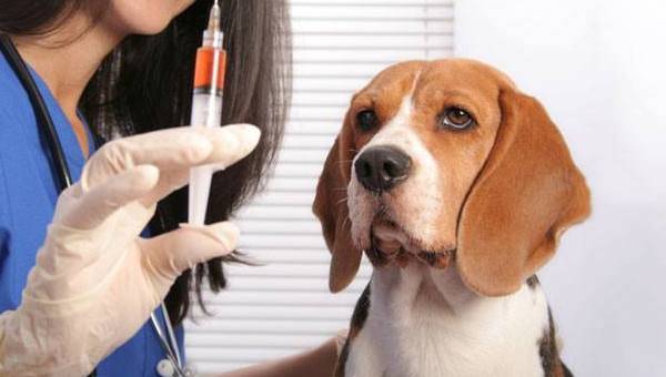 Eklampsie bei einem Hund nach der Geburt Ursachen, Symptome, Behandlung