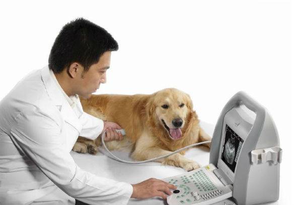 Ultraschall des Hundes machen