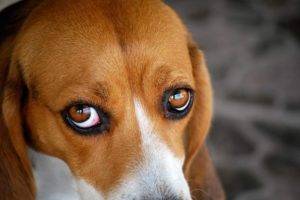 rote augen haben beagle