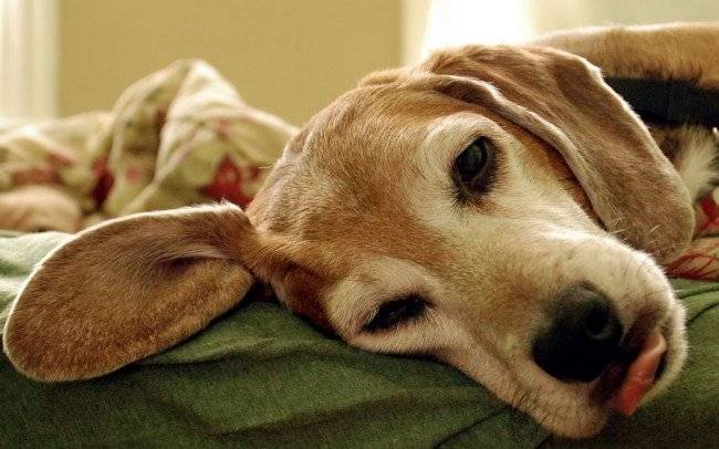 Symptome von Tollwut bei Hunden