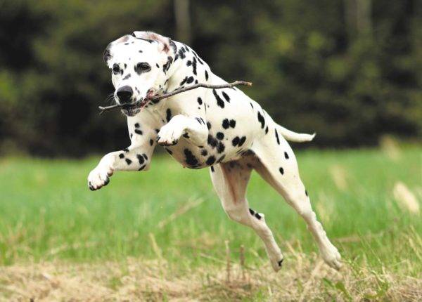 Dalmatiner rennt mit einem Stock im Mund