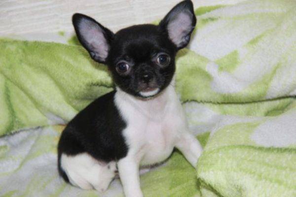 Chihuahua weiß und schwarz
