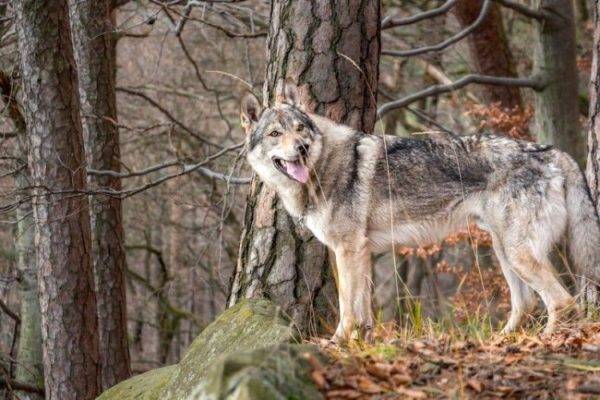 Tschechoslowakischer Wolfhund im Wald