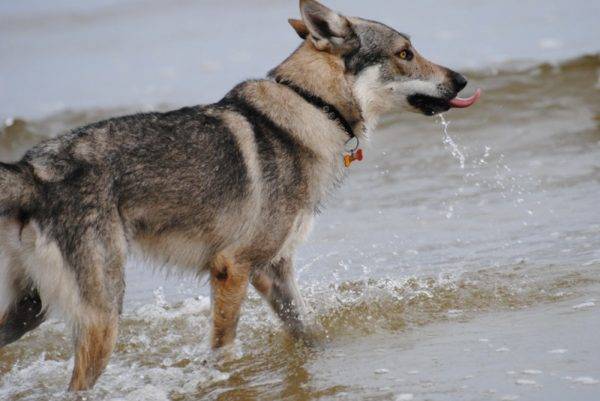 Tschechoslowakischer Wolfhund im Wasser