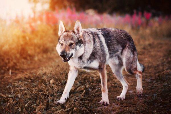 Tschechoslowakischer Wolfhund auf einem schönen Hintergrund