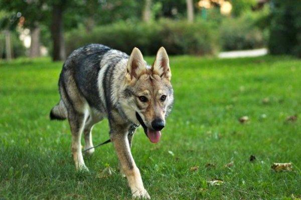 Tschechoslowakischer Wolfhund im Park