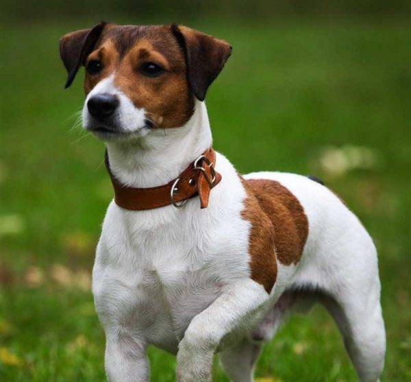 hübscher Jack Russell Terrier