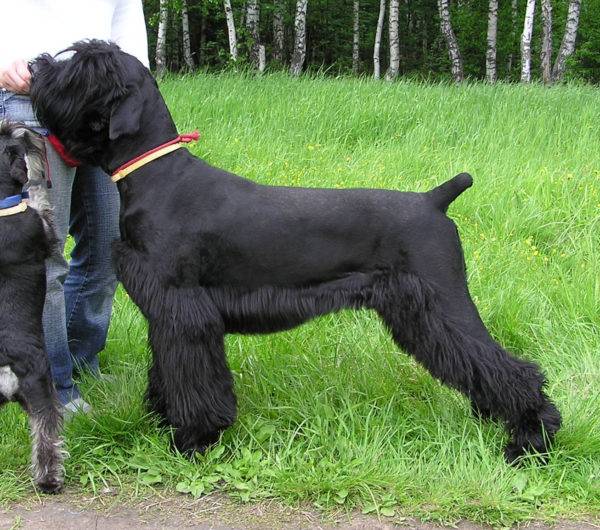 schwarzer Terrier mit einem schönen Haarschnitt