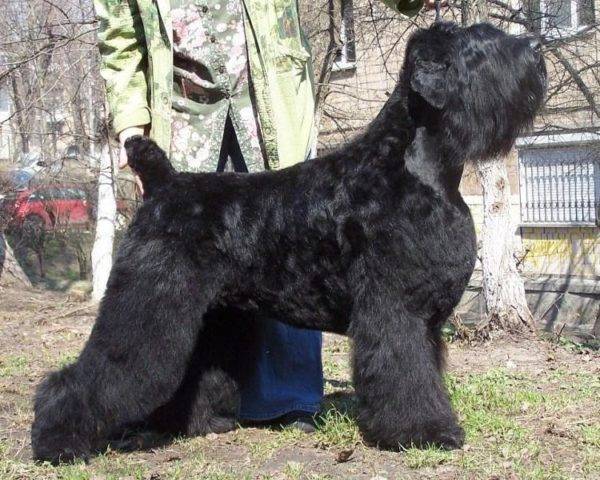 schöner schwarzer Terrier