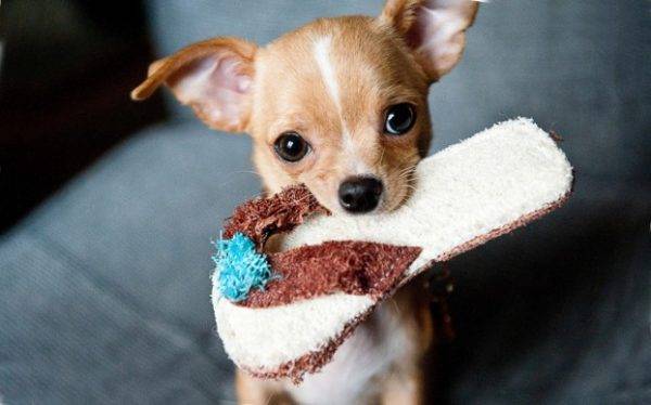 lustige Chihuahua mit Turnschuh